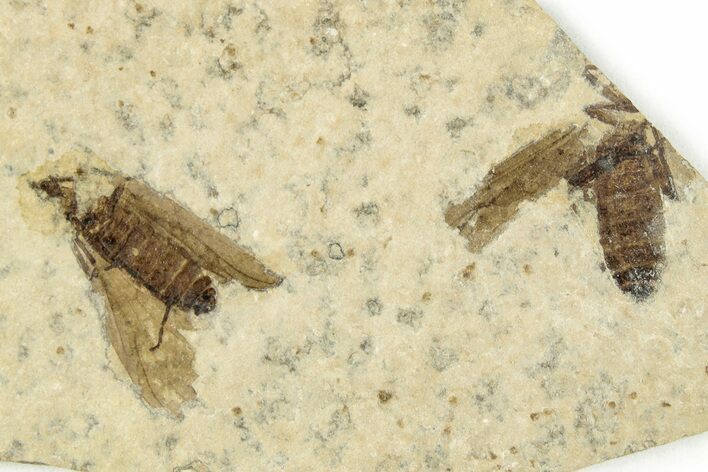Two Detailed Fossil March Flies (Plecia) - Wyoming #245701